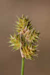 Troublesome sedge